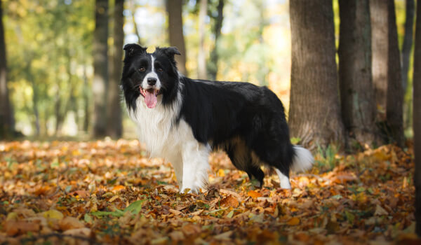 Hund draußen