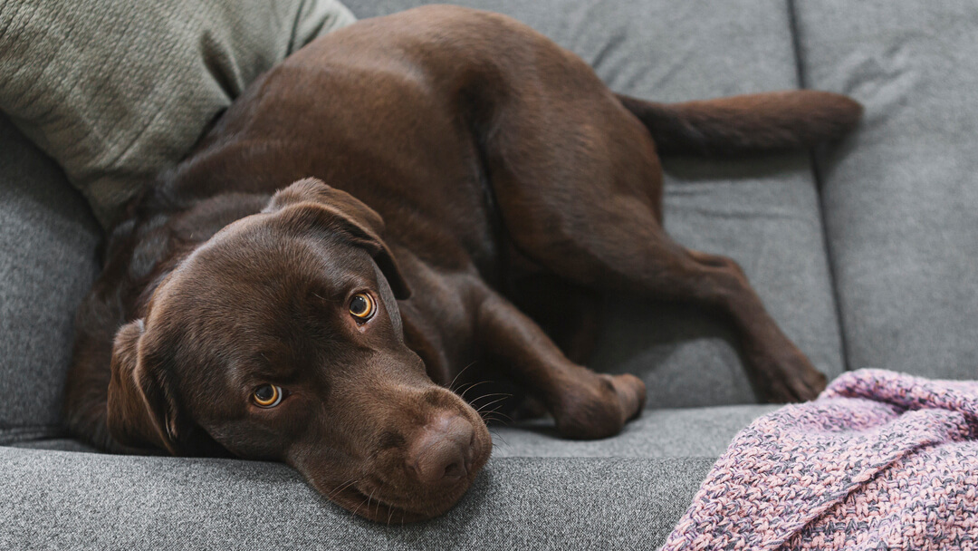 Cushing-Syndrom Hund: Alle im Blick | PURINA
