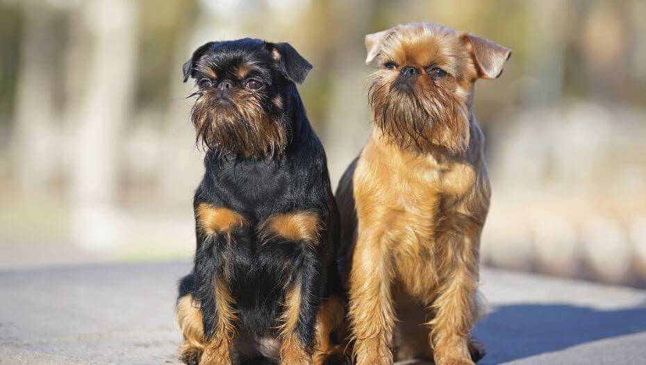 Brusseler Griffon Rauhaar Rassebeschreibung Purina