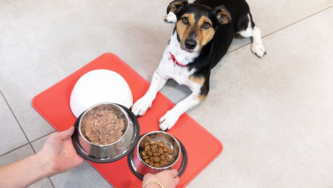 dog being fed wet food