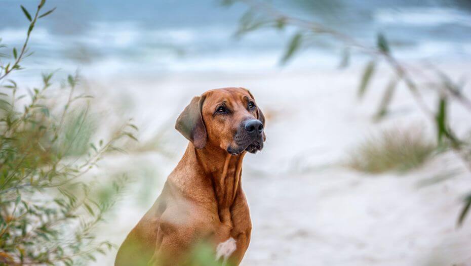 Rhodesian Ridgeback Rassebeschreibung Purina