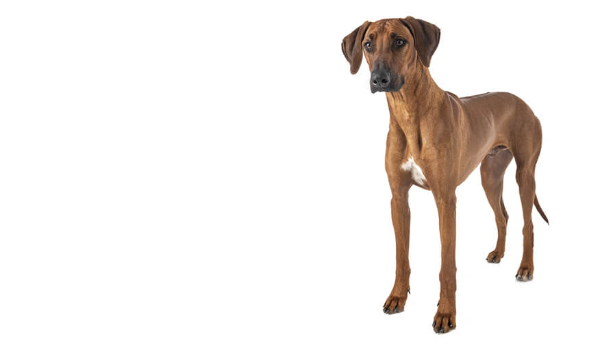 Rhodesian Ridgeback Rassebeschreibung Purina