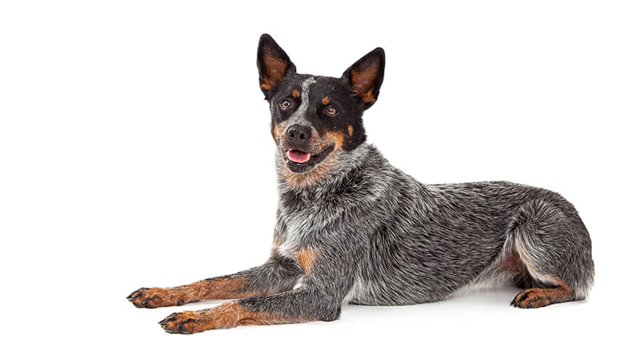 Australian Cattle Dog Rassebeschreibung Purina