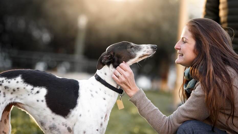 Hunde Verstehen Purina Beneful