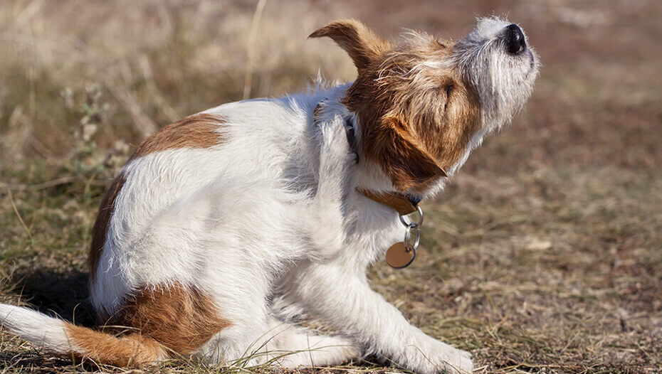 Hund mit trockener Haut Was tun? PURINA