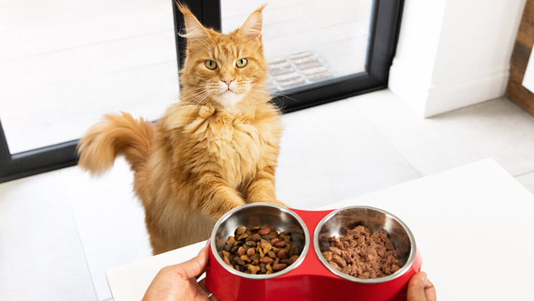 Was essen Katzen? Katzen richtig füttern - ADult Cat FooD Bowl%20(2)