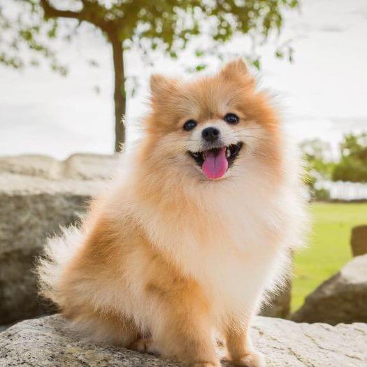 Pomeranian zwergspitz best sale