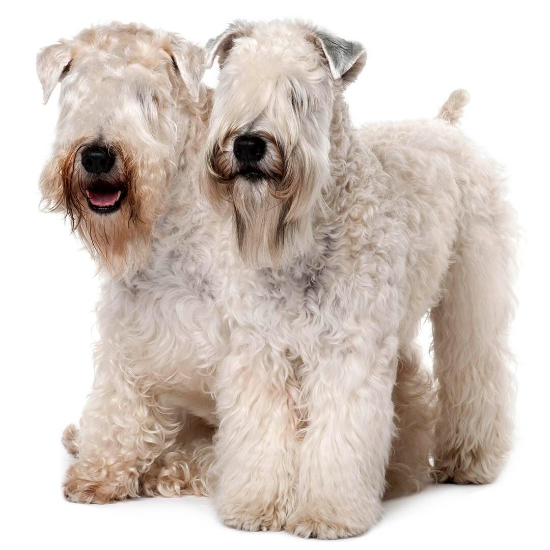 Iris soft 2024 coated wheaten terrier