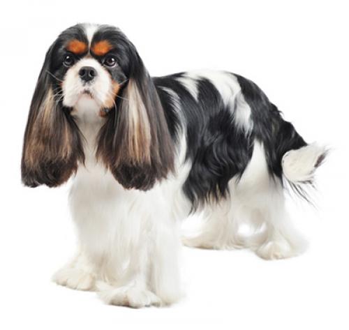 Cavalier King Charles Spaniel | PURINA®