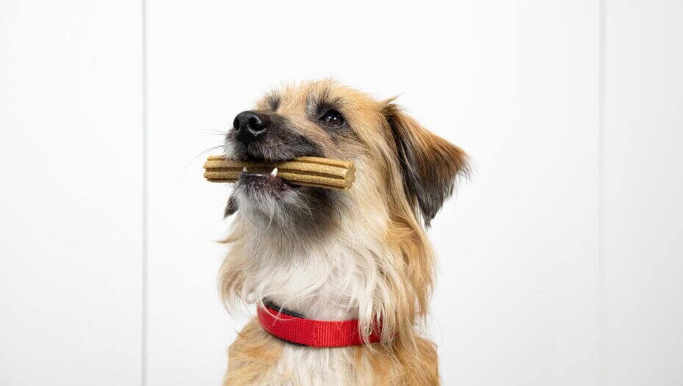 Brauner Hund sitzt mit einem Dentalife-Stock im Mund