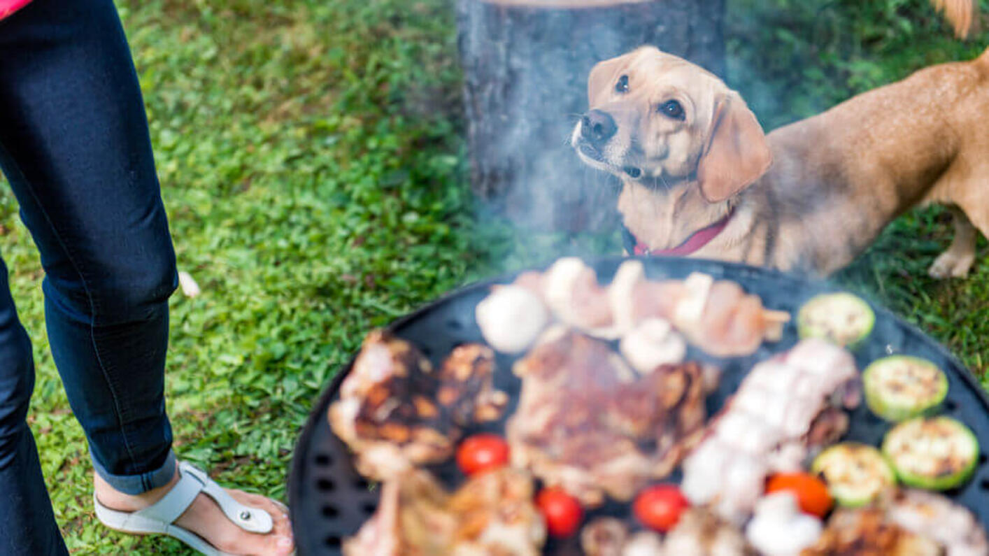 Hund schaut seinen Besitzer an, während dieser gekochtes Fleisch zubereitet.