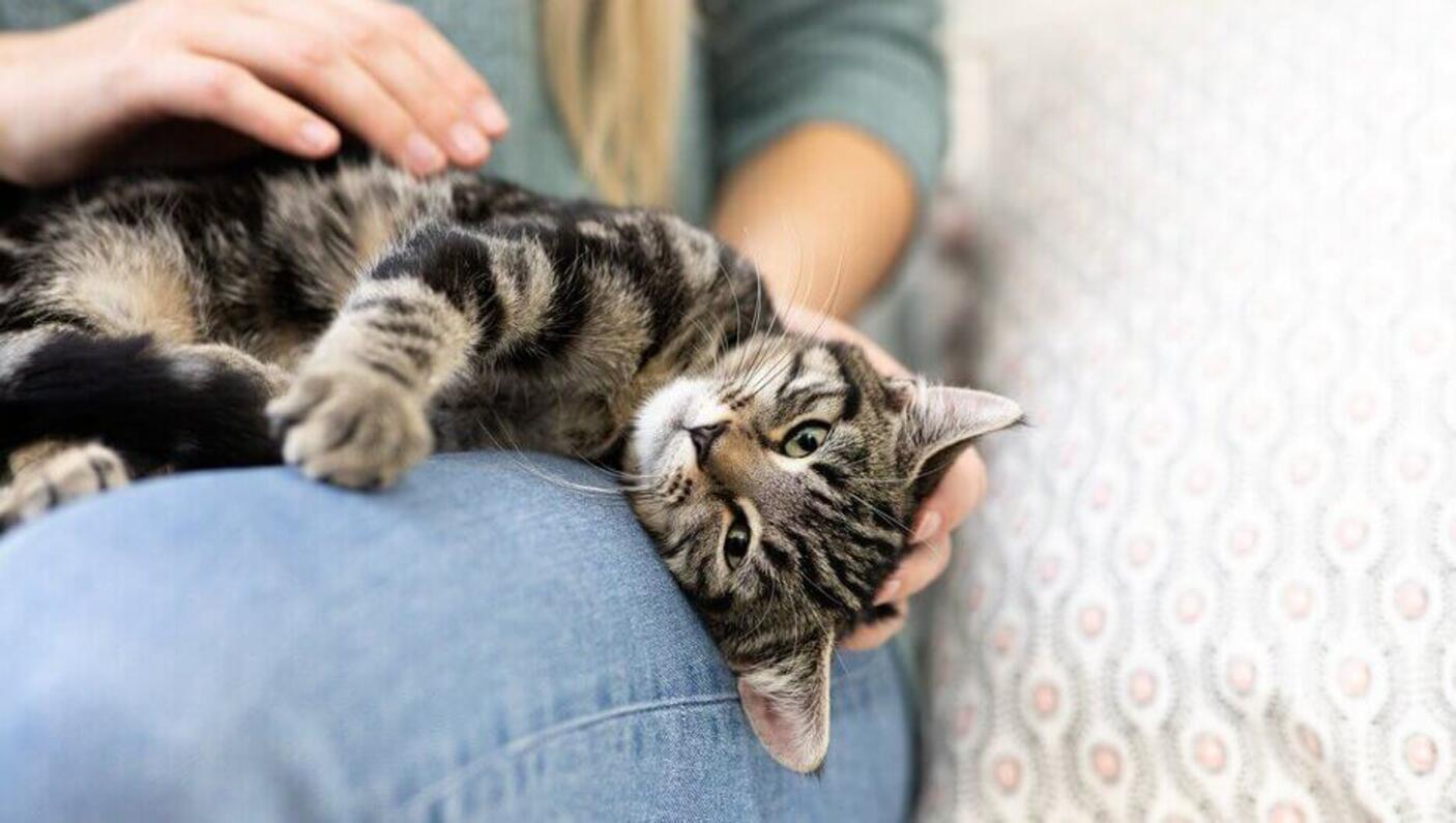 Besitzerin streichelt ihre Katze auf ihrem Schoß.