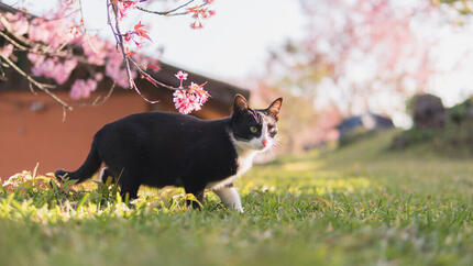 Katze und Blütenbaum