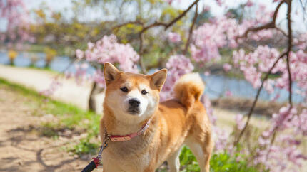 Hunde- und Kirschblüten