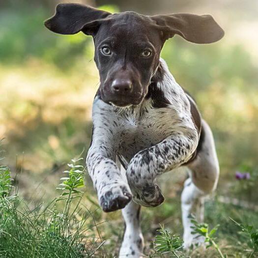 German shorthaired hot sale pointer deutsch