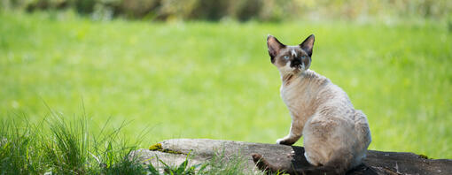 Cornish Rex sitzt auf einem Baumstumpf