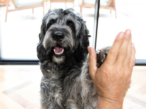 Alles über Hunde erfahren PURINA