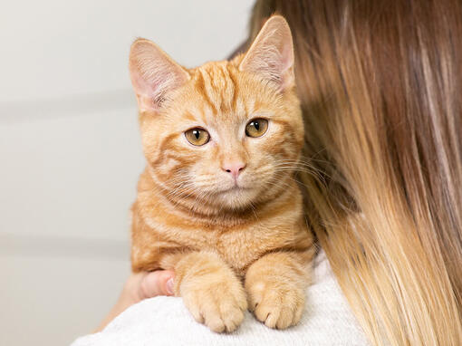 Katze auf Schulter ihrer Besitzerin