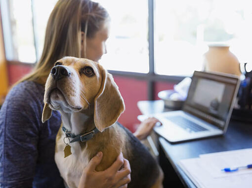 Hund im Büro