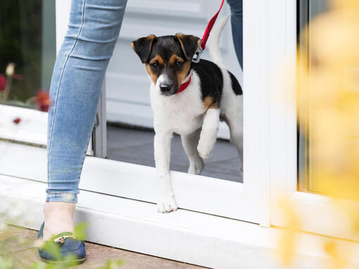 Hund geht gassi