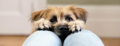 Tiny dog reaching for owner's legs