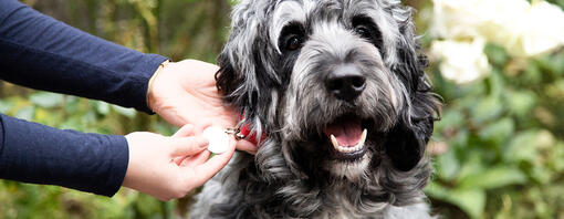 Blick auf das Halsband des Hundes