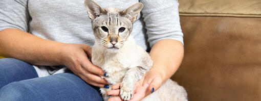 Besitzerin hält Pfote der Katze in der Hand