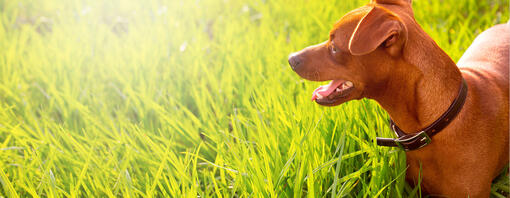 Kleiner Hund im Gras