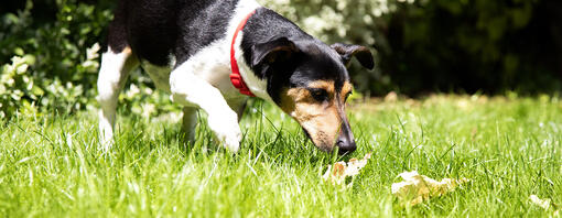 Hund schnüffelt das Gras