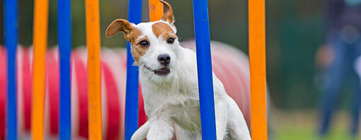 Kleiner Hund läuft auf einem Agility-Parcours