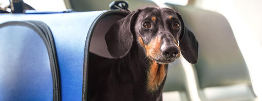 Dackel in einer Tasche im Flugzeug