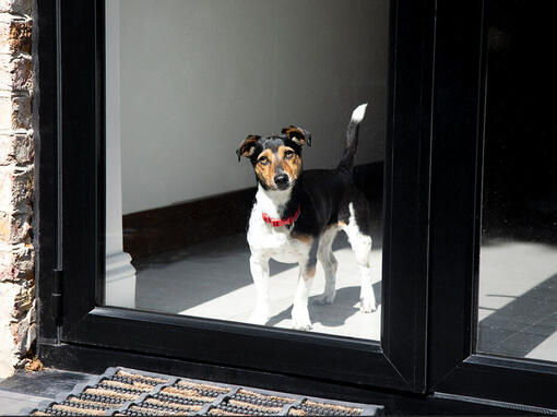 Dog with red collar looking out the window