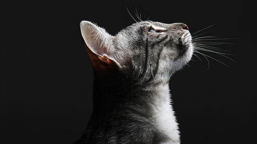 Tabby cat looking upwards