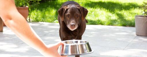 Übergewichtiger Hund wird gefüttert