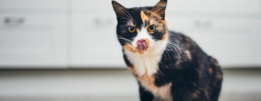 Katze leckt sich nach dem Fressen das Maul