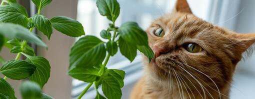 Ginger Tabby riecht nach frischem Basilikum