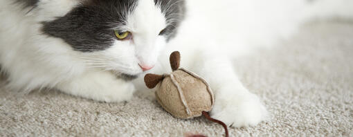 Katze spielt mit Mausspielzeug