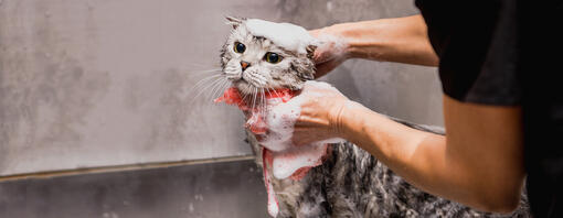 graue Katze wird vom Besitzer gebadet