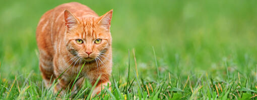 Ingwerkatze bei der Grasjagd