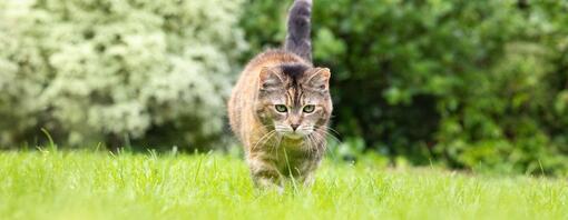 Katze, die im Gras herumstreift