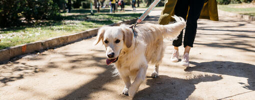 Hundebegegnungen trainieren 