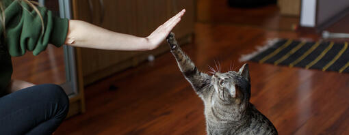 Frau und Katze geben High Five ab