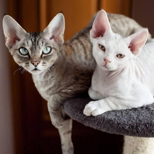 Devon-Rex-Katzenrasse