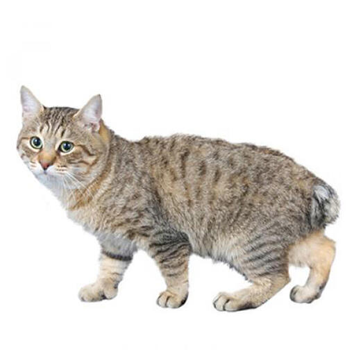 Japanische Bobtail-Katzenrasse (Langhaar).