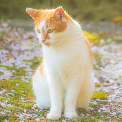 Japanische Bobtail-Katzenrasse (Langhaar).