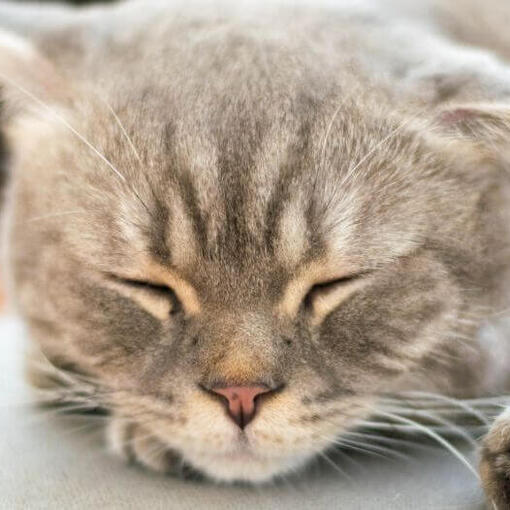 Japanische Bobtail-Langhaarkatze geht im Park spazieren