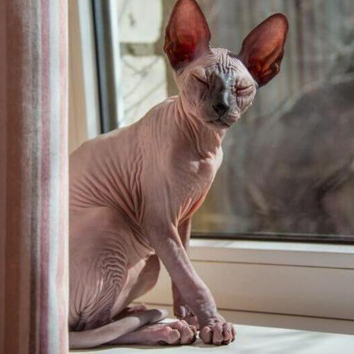 Sphynx-Katzenrasse