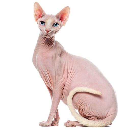 Sphynx-Katzenrasse