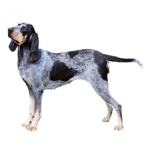 Hunderasse Basset Bleu de Gascogne