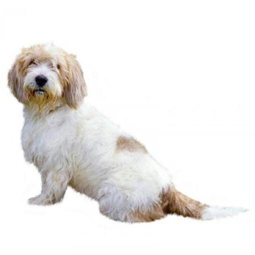 Hunderasse Basset Griffon Vendeen (Petit).